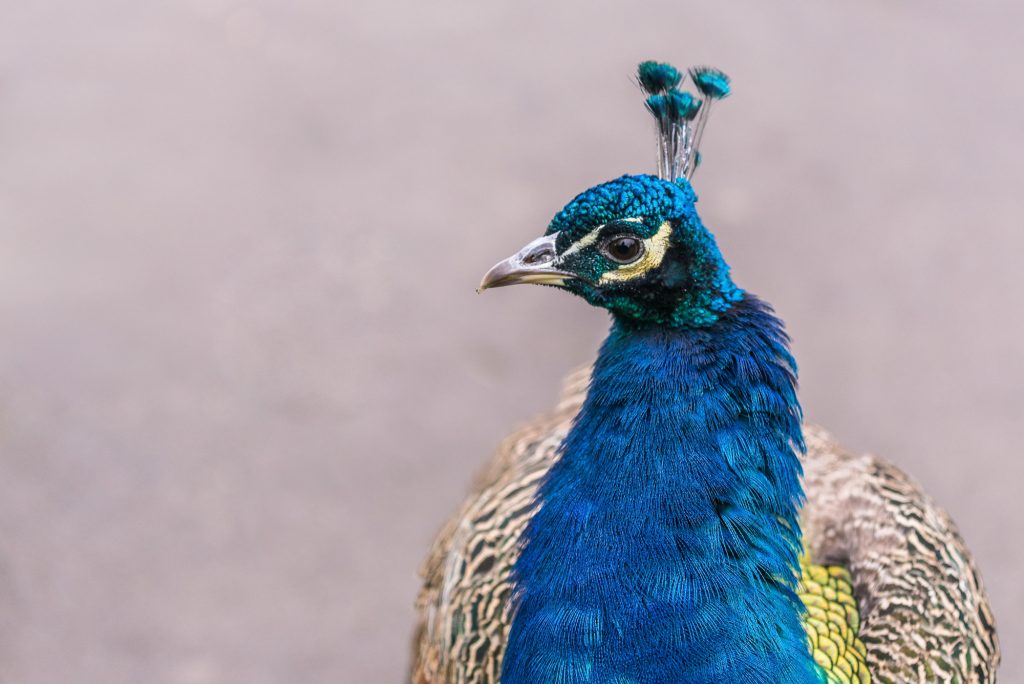 Pfau, Tier