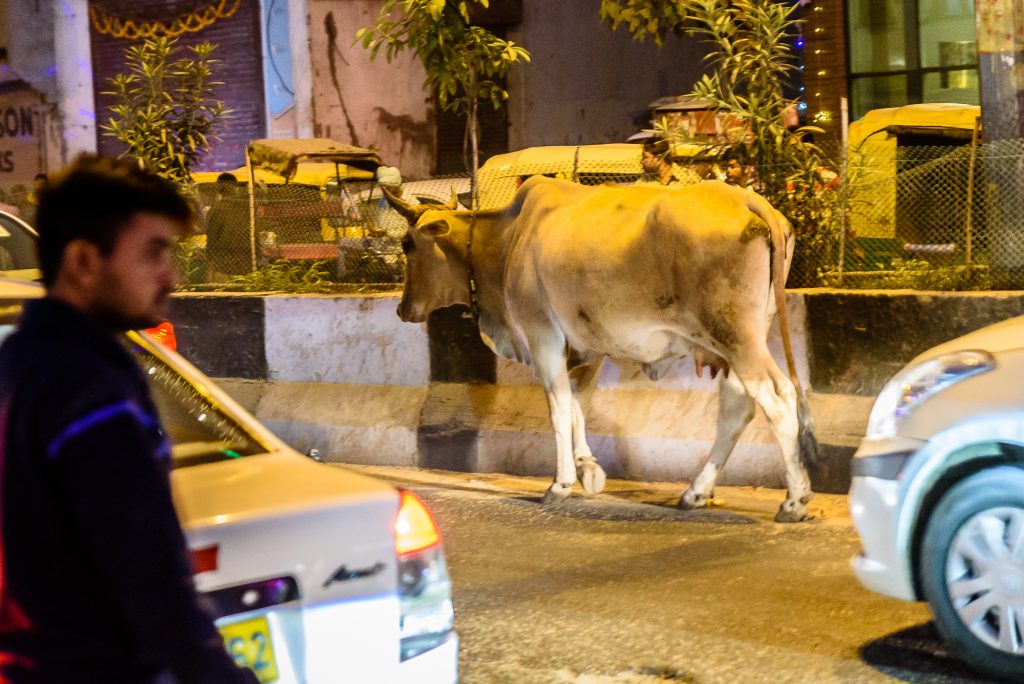 Kuh im Straßenverkehr