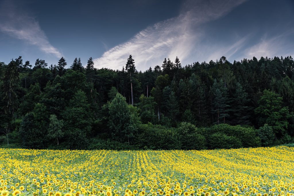 Landschaftsfoto: Sonnenblumenfeld am Waldrand