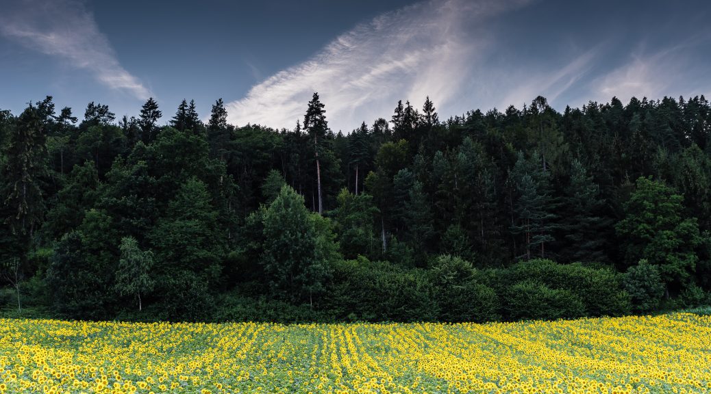 Landschaftsfoto: Sonnenblumenfeld am Waldrand